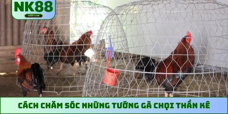 Cách chăm sóc những tướng gà chọi thần kê