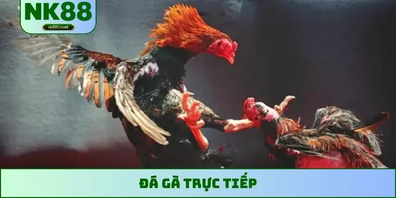 đá gà trực tiếp