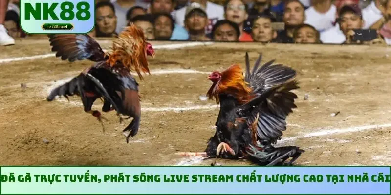 Đá gà trực tuyến, phát sóng live stream chất lượng cao tại nhà cái