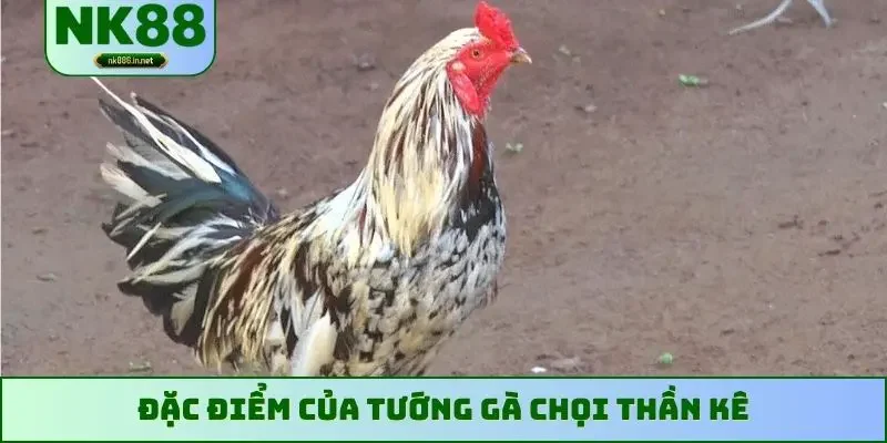 Đặc điểm của tướng gà chọi thần kê