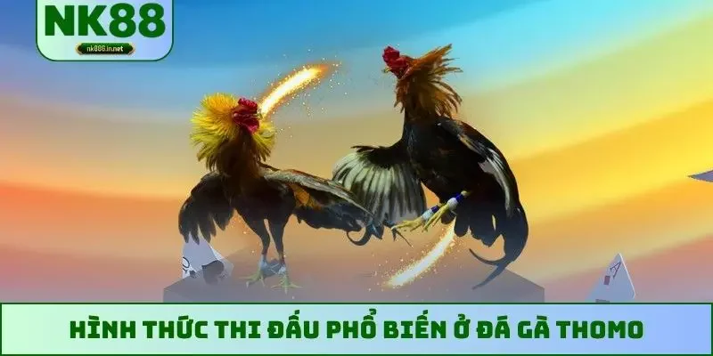Hình thức thi đấu phổ biến ở đá gà Thomo