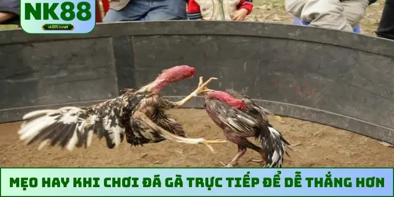 Mẹo hay khi chơi đá gà trực tiếp để dễ thắng hơn