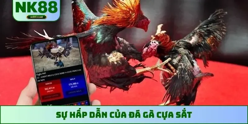 Sự hấp dẫn của đá gà cựa sắt