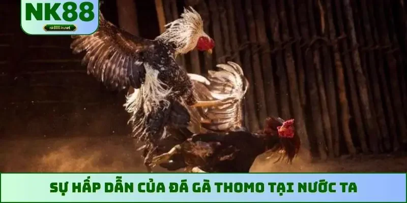 Sự hấp dẫn của đá gà Thomo tại nước ta