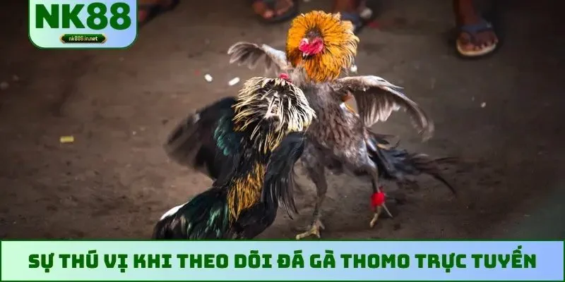 Sự thú vị khi theo dõi đá gà Thomo trực tuyến