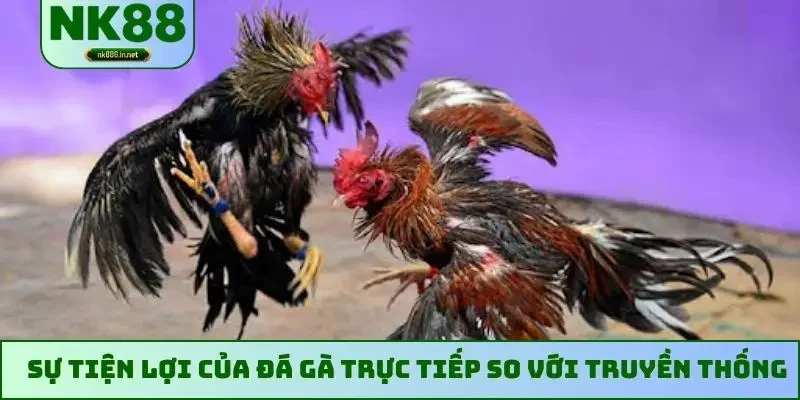 Sự tiện lợi của đá gà trực tiếp so với truyền thống