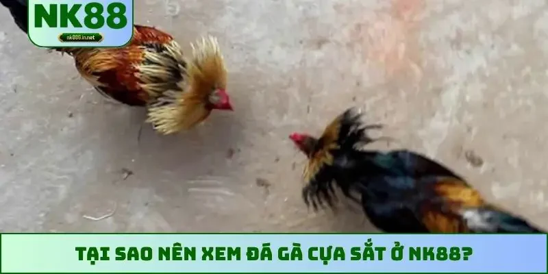 Tại sao nên xem đá gà cựa sắt ở NK88?