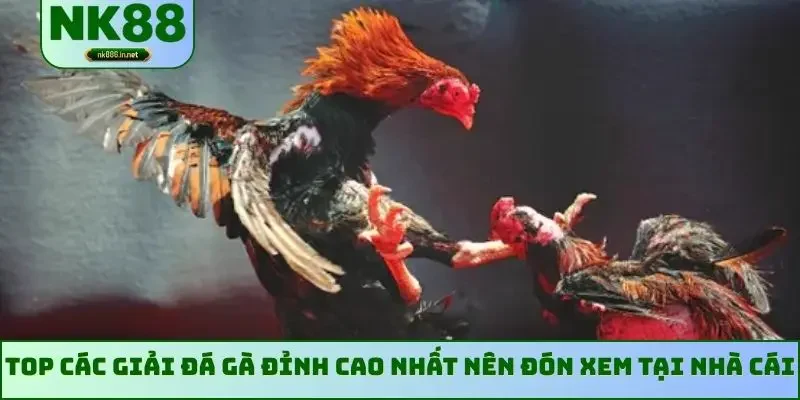 Top các giải đá gà đỉnh cao nhất nên đón xem tại nhà cái