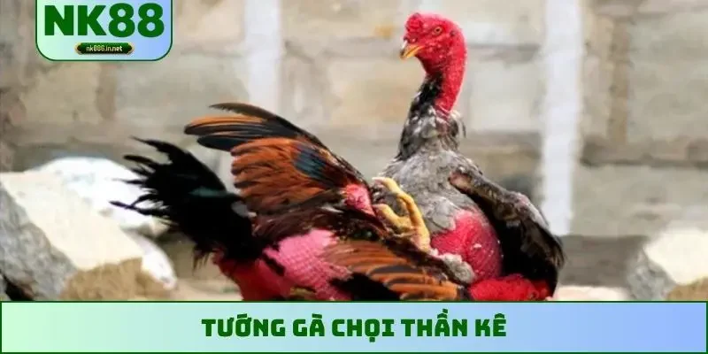 tướng gà chọi thần kê